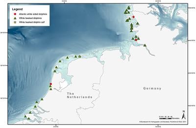 Pathological Findings in White-Beaked Dolphins (Lagenorhynchus albirostris) and Atlantic White-Sided Dolphins (Lagenorhynchus acutus) From the South-Eastern North Sea